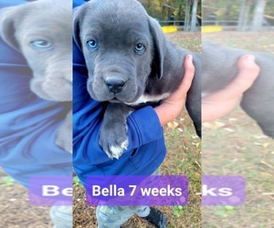 Cane Corso Puppy for Sale in MONTPELIER, Virginia USA