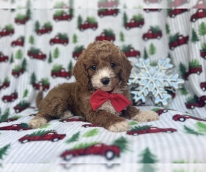 Cock-A-Poo Puppy for sale in LAKELAND, FL, USA