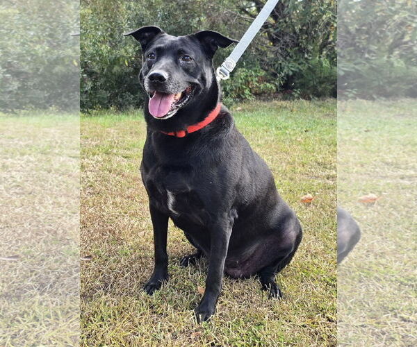 Medium Photo #2 Labrador Retriever-Unknown Mix Puppy For Sale in Wetumpka, AL, USA