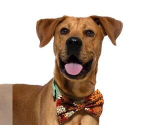 Rhodesian Ridgeback Dogs for adoption in Santa Maria, CA, USA