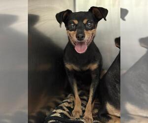 Chipin Dogs for adoption in Bakersfield, CA, USA