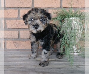 Labradoodle-Poodle (Miniature) Mix Puppy for sale in FREDERICKSBG, OH, USA