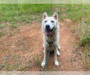 Siberian Husky Dogs for adoption in Charlotte, NC, USA