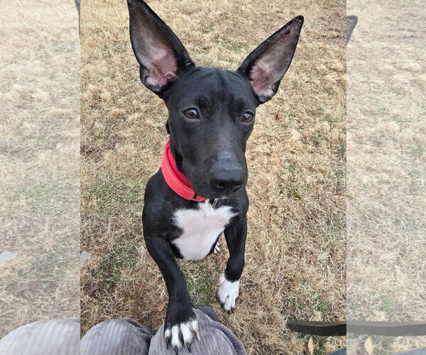 Medium Photo #3 French Bullhuahua Puppy For Sale in Virginia Beach, VA, USA