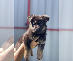German Shepherd Dog Puppy for sale in LA TUNA CANYON, CA, USA