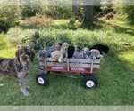 Small Photo #1 Aussiedoodle Puppy For Sale in YACOLT, WA, USA