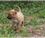 Small Photo #20 American Pit Bull Terrier Puppy For Sale in NAPLES, FL, USA