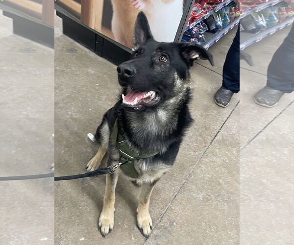Medium Photo #4 German Shepherd Dog Puppy For Sale in Rochester, NY, USA