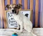 Small #1 Rat Terrier Mix