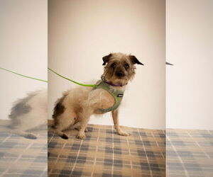 Toxirn Dogs for adoption in Princeton, MN, USA