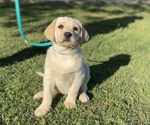 Labrador Retriever Puppy for Sale in GERBER, California USA