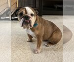 Small Photo #1 Bulldog Puppy For Sale in New Albany, OH, USA