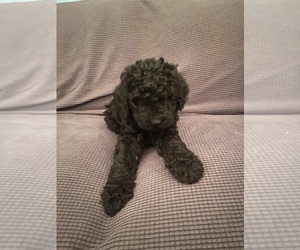 Poodle (Standard) Puppy for sale in SOUTH BEND, IN, USA