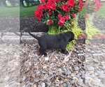 Small #2 Labrador Retriever