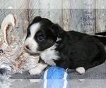 Small Photo #29 Aussie-Corgi Puppy For Sale in LIND, WA, USA