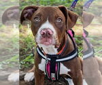 Small #1 American Staffordshire Terrier-Boxer Mix