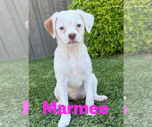 Papillon Dogs for adoption in Mission Viejo, CA, USA