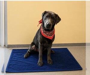 Labmaraner Dogs for adoption in Orange, CA, USA
