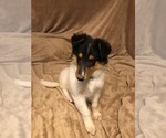Puppy 5 Collie