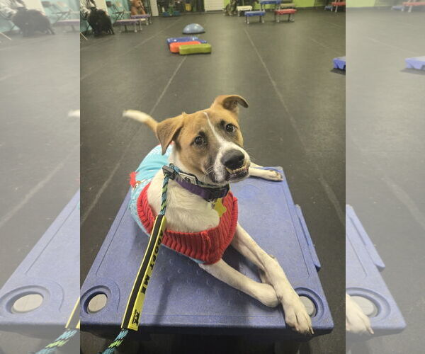 Medium Photo #9 Mutt Puppy For Sale in Sandy, UT, USA