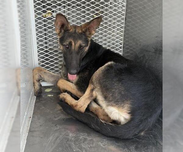 Medium Photo #1 German Shepherd Dog Puppy For Sale in Bakersfield, CA, USA