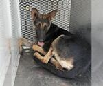 Small German Shepherd Dog
