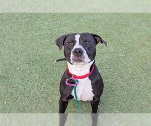 American Pit Bull Terrier-Unknown Mix Dogs for adoption in Las Vegas, NV, USA
