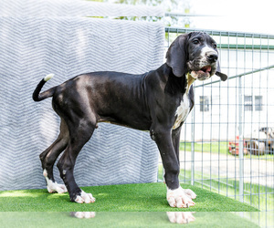 Great Dane Litter for sale in WAKARUSA, IN, USA
