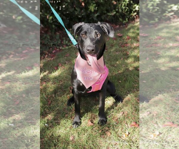 Medium Photo #1 Labrador Retriever-Unknown Mix Puppy For Sale in Dana Point, CA, USA