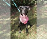 Small Labrador Retriever Mix