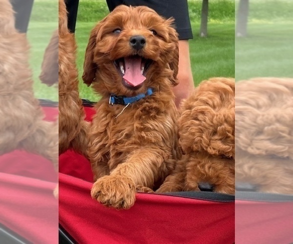 Medium Photo #4 Goldendoodle (Miniature) Puppy For Sale in HULL, IA, USA