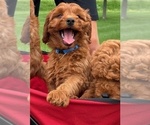 Small #3 Goldendoodle (Miniature)