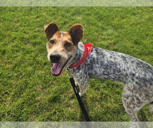 Mutt Dogs for adoption in Sandy, UT, USA