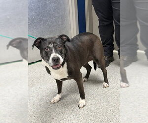 American Staffordshire Terrier-Labrador Retriever Mix Dogs for adoption in Pasadena, TX, USA
