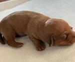 Puppy 4 Dachshund