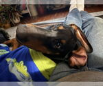 Small #1 Doberman Pinscher