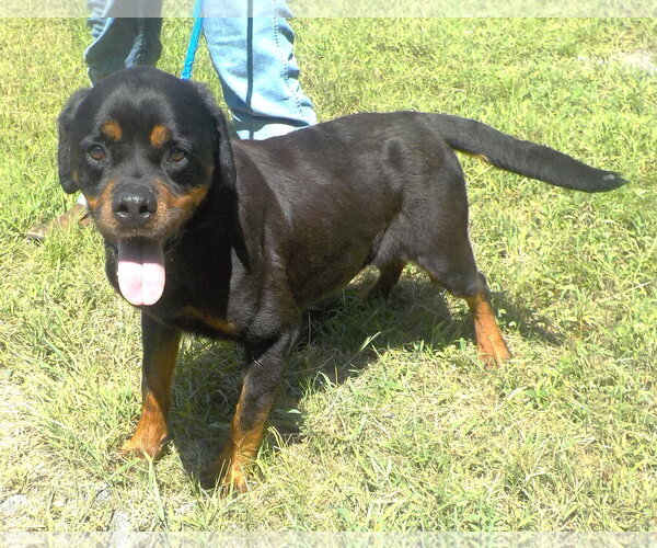 Medium Photo #2 Rottweiler-Unknown Mix Puppy For Sale in Wetumpka, AL, USA