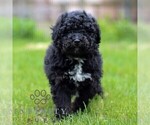 Small #3 Bernedoodle (Miniature)