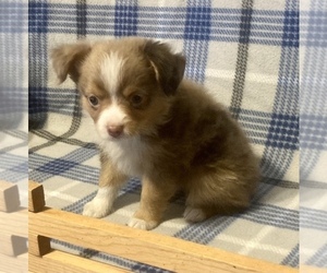 Miniature Australian Shepherd Puppy for sale in FORT MORGAN, CO, USA