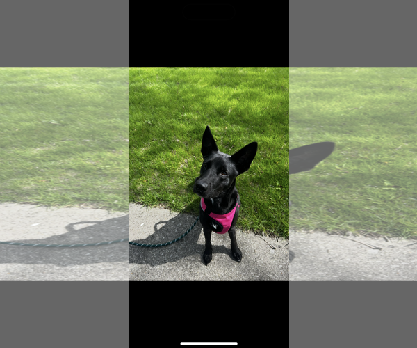 Medium Photo #2 Labrador Retriever-Unknown Mix Puppy For Sale in Plainfield, IL, USA