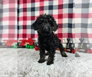 Aussiedoodle Miniature Puppy for sale in GREENWOOD, IN, USA