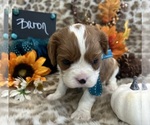 Small #2 Cavalier King Charles Spaniel