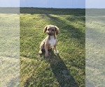Small Photo #1 Sheepadoodle Puppy For Sale in FAYETTEVILLE, NC, USA