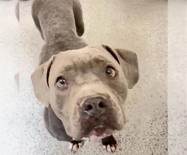 Medium Photo #2 Mutt Puppy For Sale in Houston, TX, USA