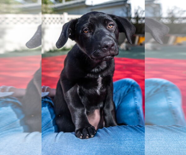 Medium Photo #8 Sheprador Puppy For Sale in Laramie, WY, USA