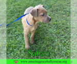 Small #15 Bulldog-Labrador Retriever Mix