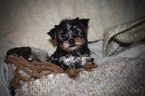 Small Photo #2 Yorkshire Terrier Puppy For Sale in KELLY, LA, USA