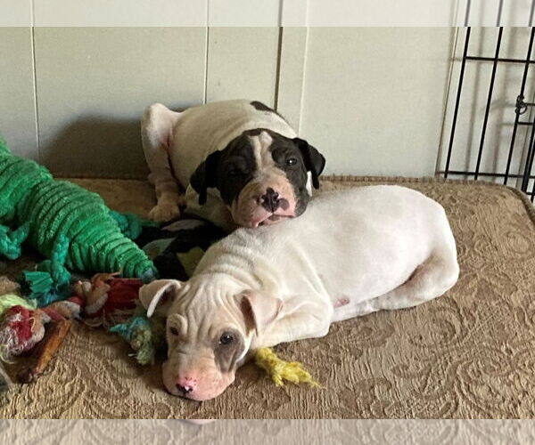 Medium Photo #7 Mutt Puppy For Sale in Wakefield, RI, USA