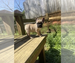 Faux Frenchbo Bulldog Puppy for sale in CLEMSON, SC, USA