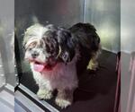 Small Shih Tzu Mix